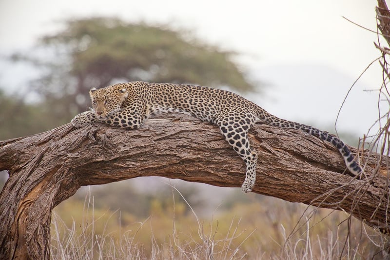 Safari Lodge